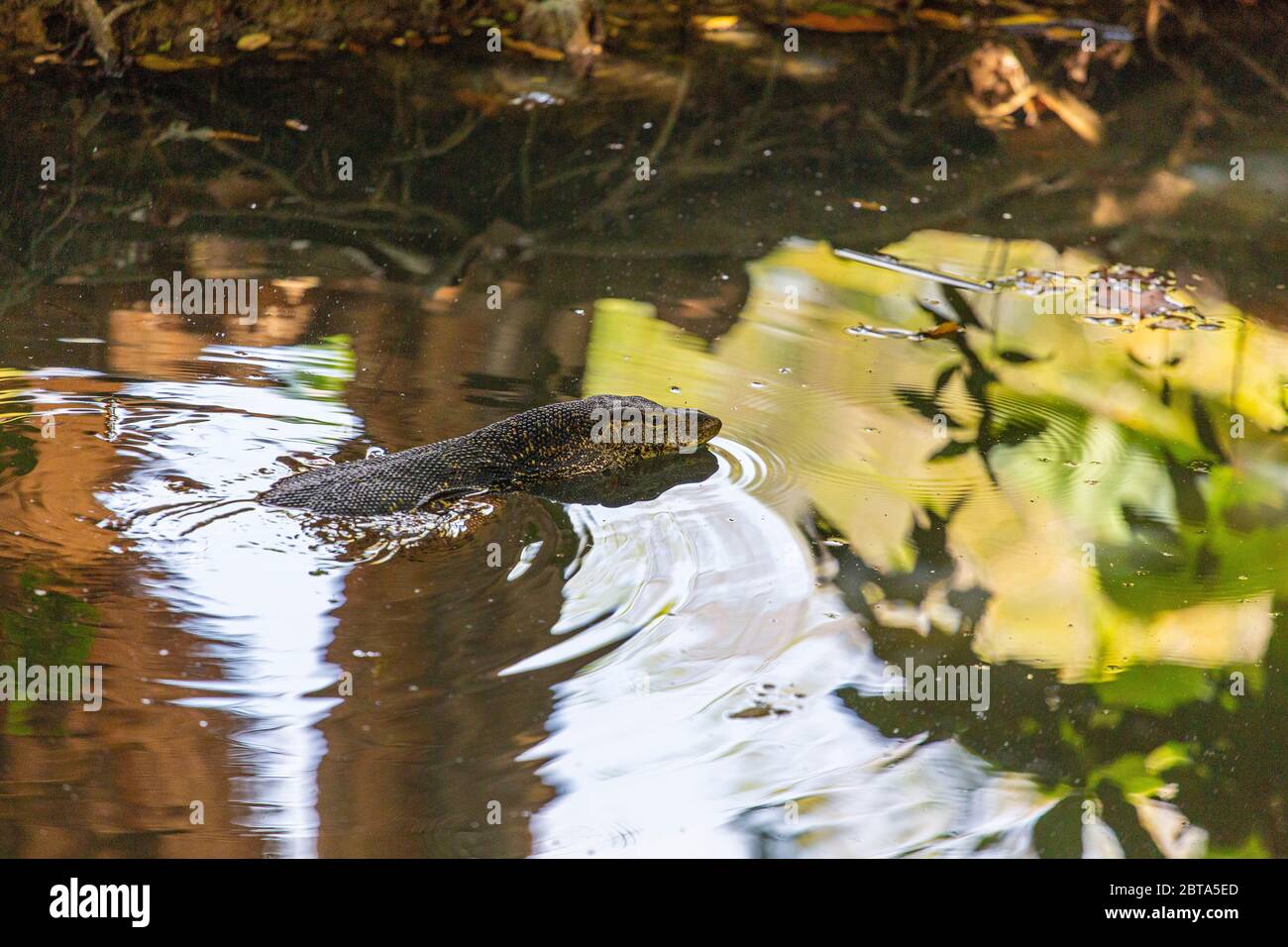 The monitor lizard is semi-aquatic and commonly grow to around 2m in length.  An extreme carnivore the lizard will eat anything smaller than itself Stock Photo