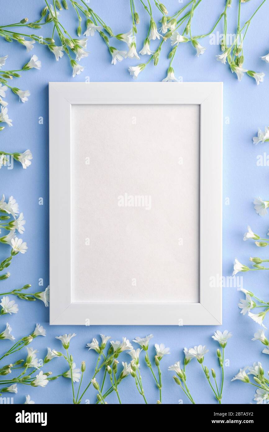 White empty photo frame mockup with mouse-ear chickweed flowers on blue background, top view copy space Stock Photo