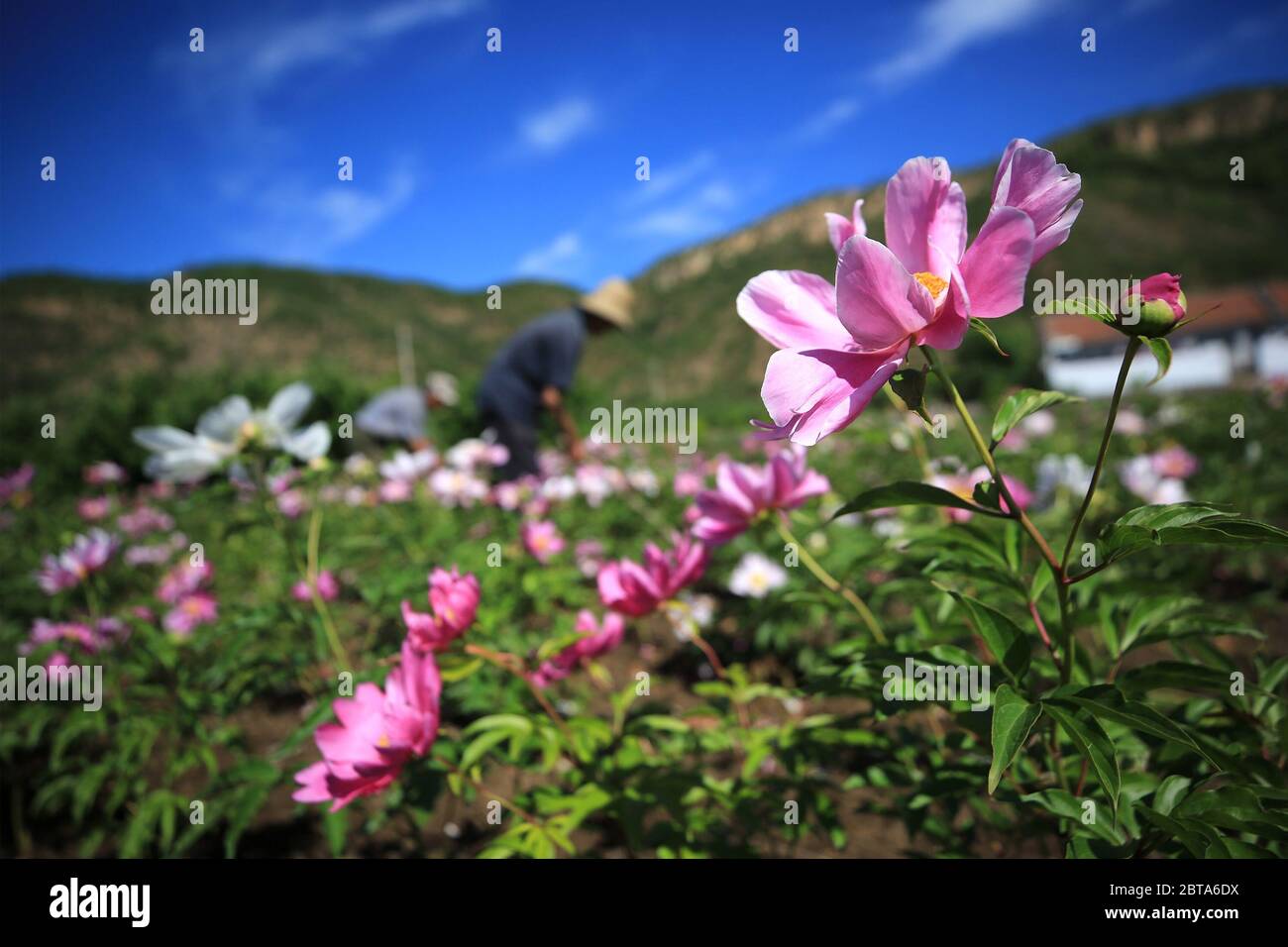 Tangshan, China's Hebei Province. 24th May, 2020. Farmers work in a red peony planting field in Qianxi County of Tangshan City, north China's Hebei Province, May 24, 2020. Credit: Wang Aijun/Xinhua/Alamy Live News Stock Photo