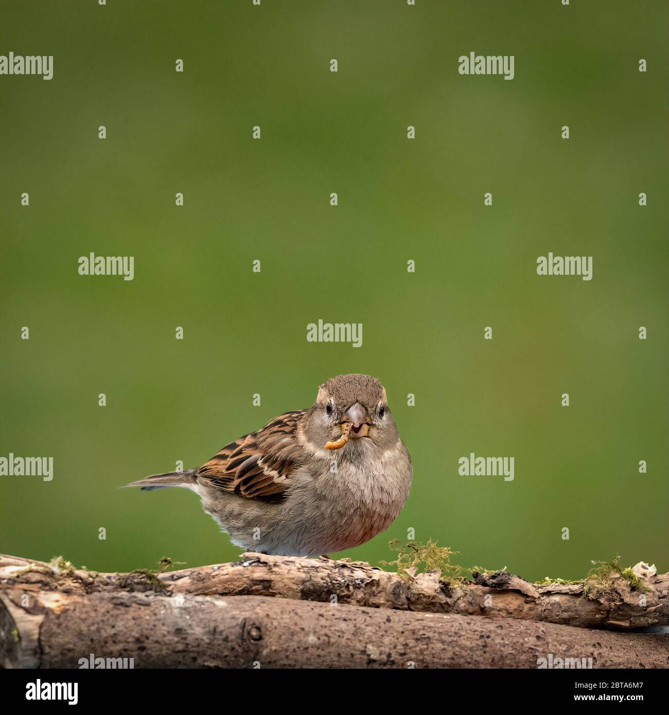 Sparrow, Passeridae, feeding on mealworms Stock Photo
