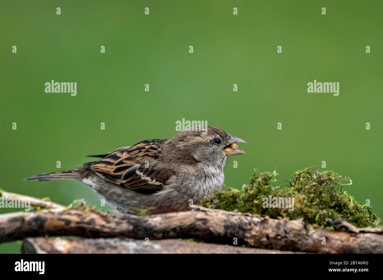 Sparrow, Passeridae, feeding on mealworms Stock Photo