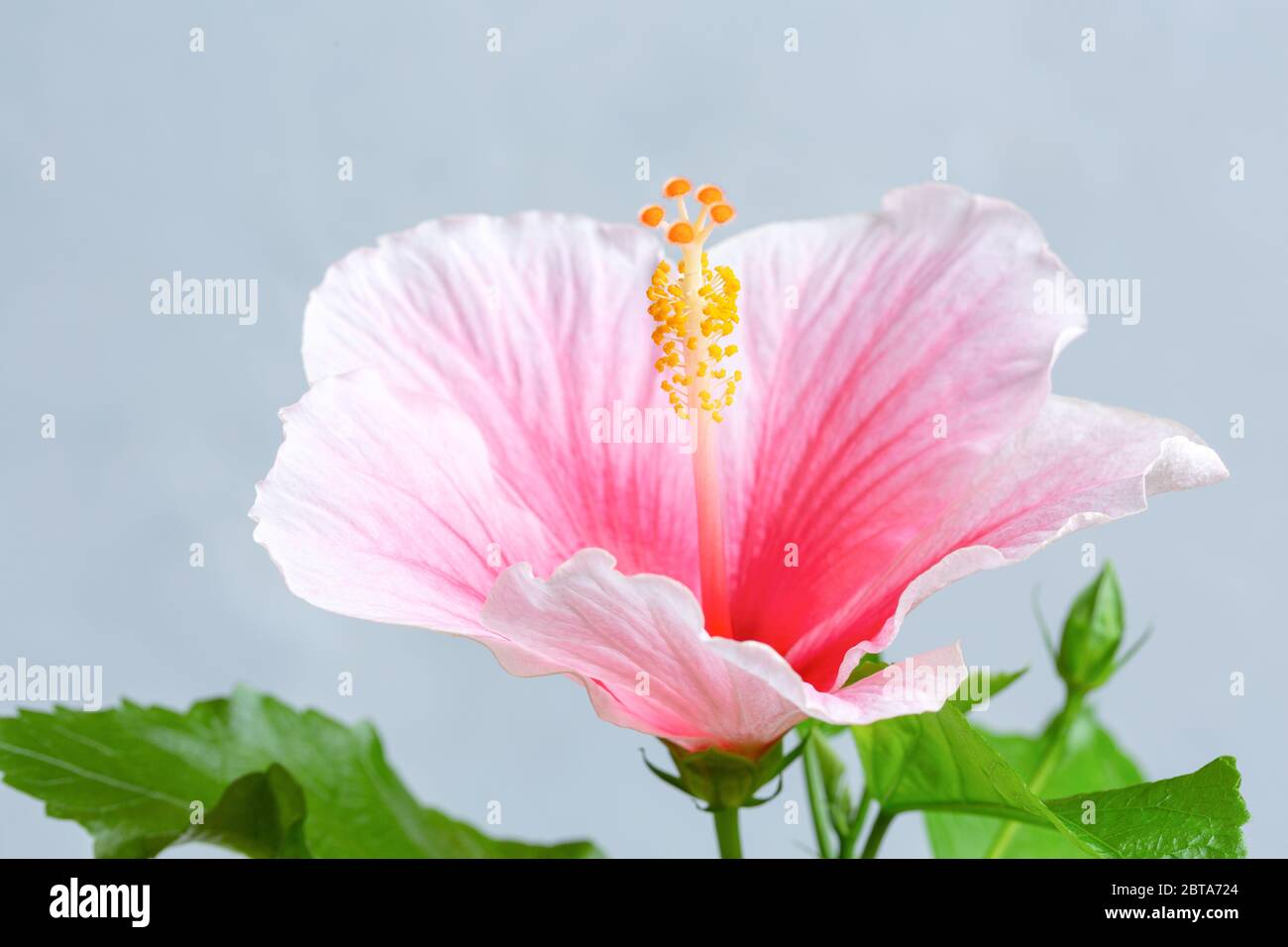 Closeup of pink Chinese Hibisci Rosae-Sinensis Flower Stock Photo