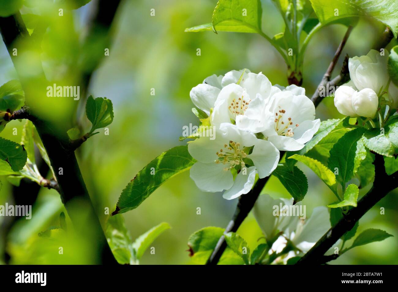 Crab Apple blossom (malus sylvestris), close up showing a spray of flowers in the branches of a tree. Stock Photo