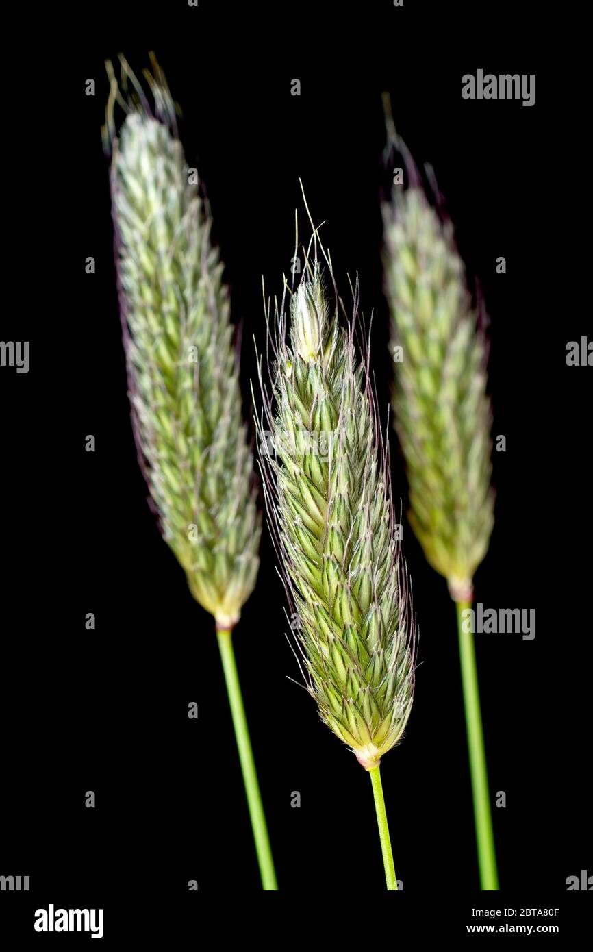 Meadow Foxtail (alopecurus pratensis), close up still life of three heads of the common grass isolated against a black background. Stock Photo