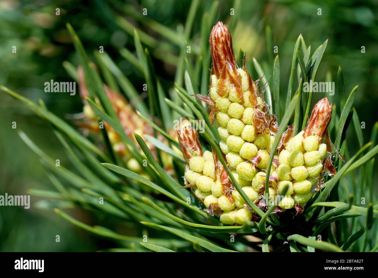 Scot's Pine (pinus sylvestris), close up showing the male flowers beginning to bloom at the end of a branch. Stock Photo