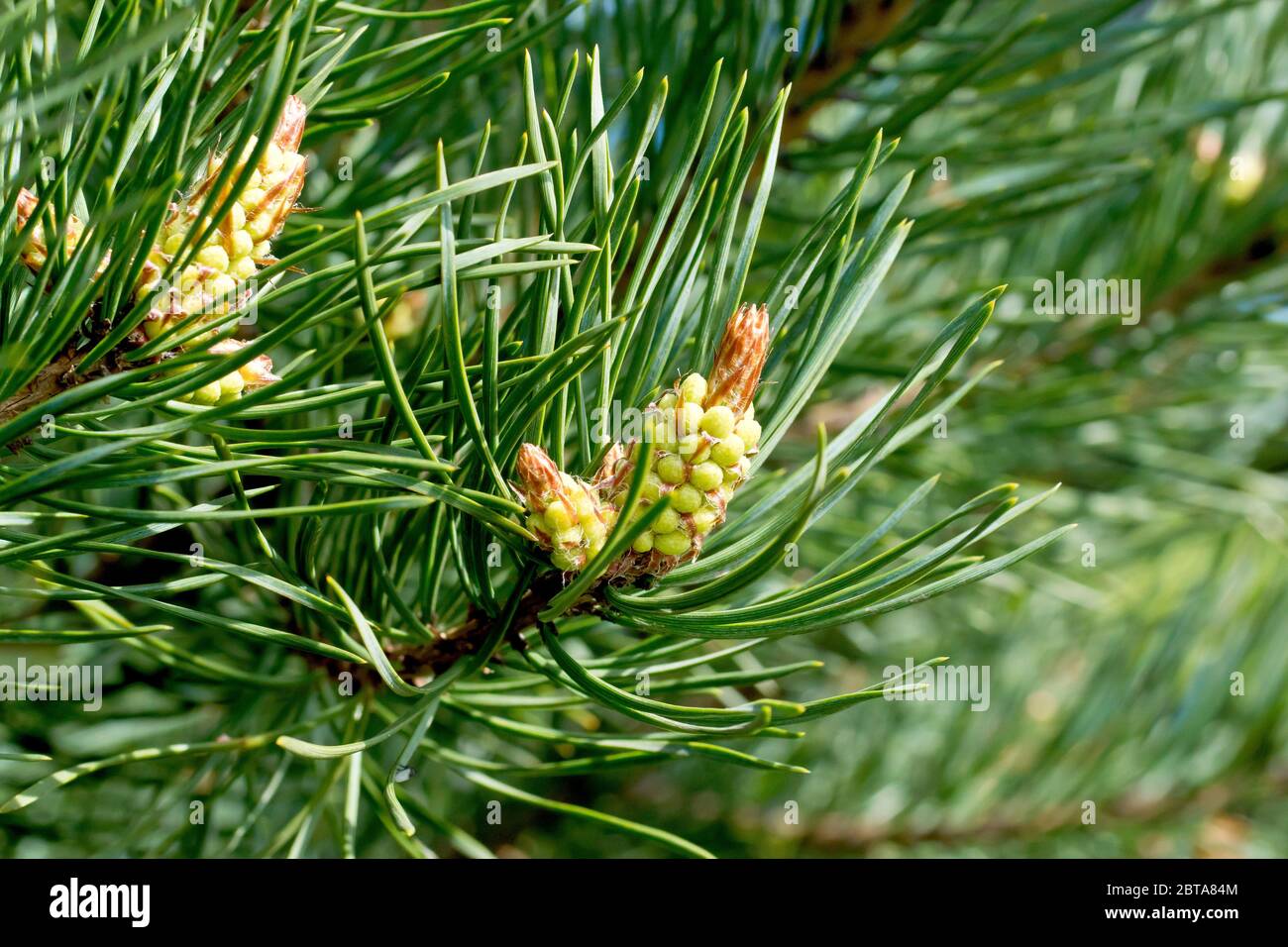 Scot's Pine (pinus sylvestris), close up showing the male flowers beginning to bloom at the end of a branch. Stock Photo