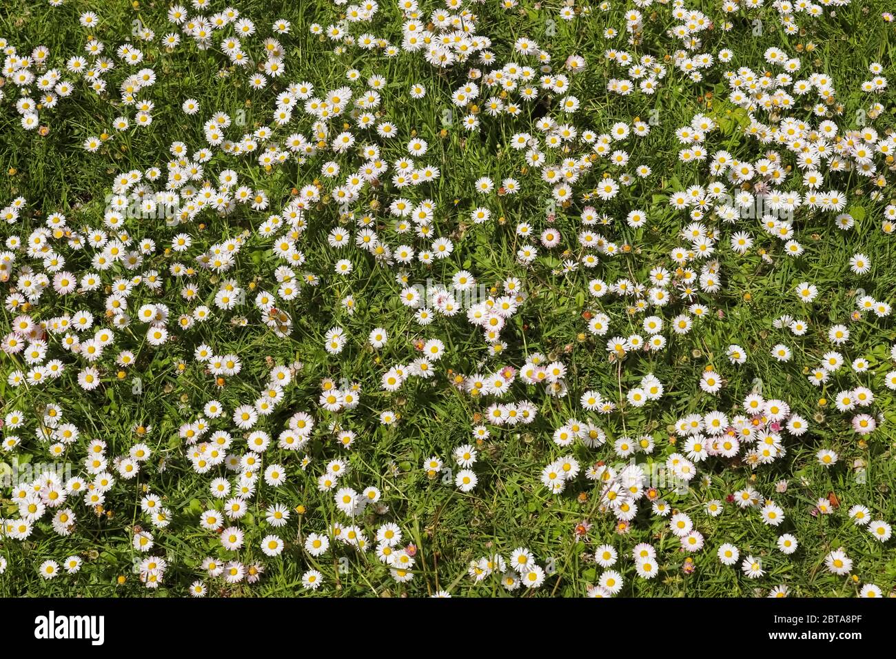 White Garden Daisy In A Floral Summer Background. Leucanthemum Vulgare 