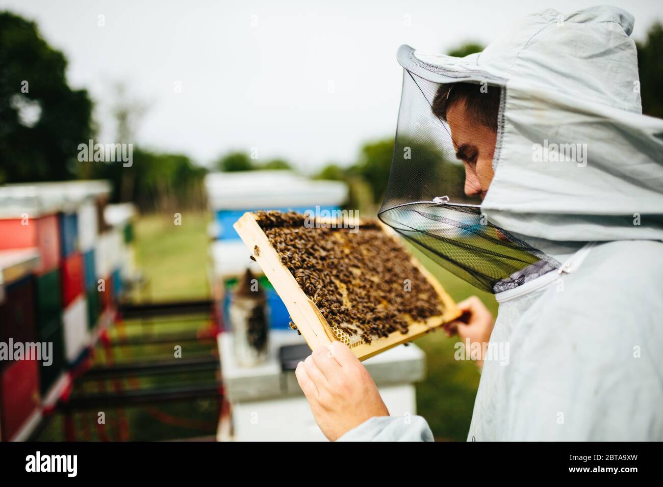 Detail inspecting of beehive frame with bees and honey on it Stock Photo