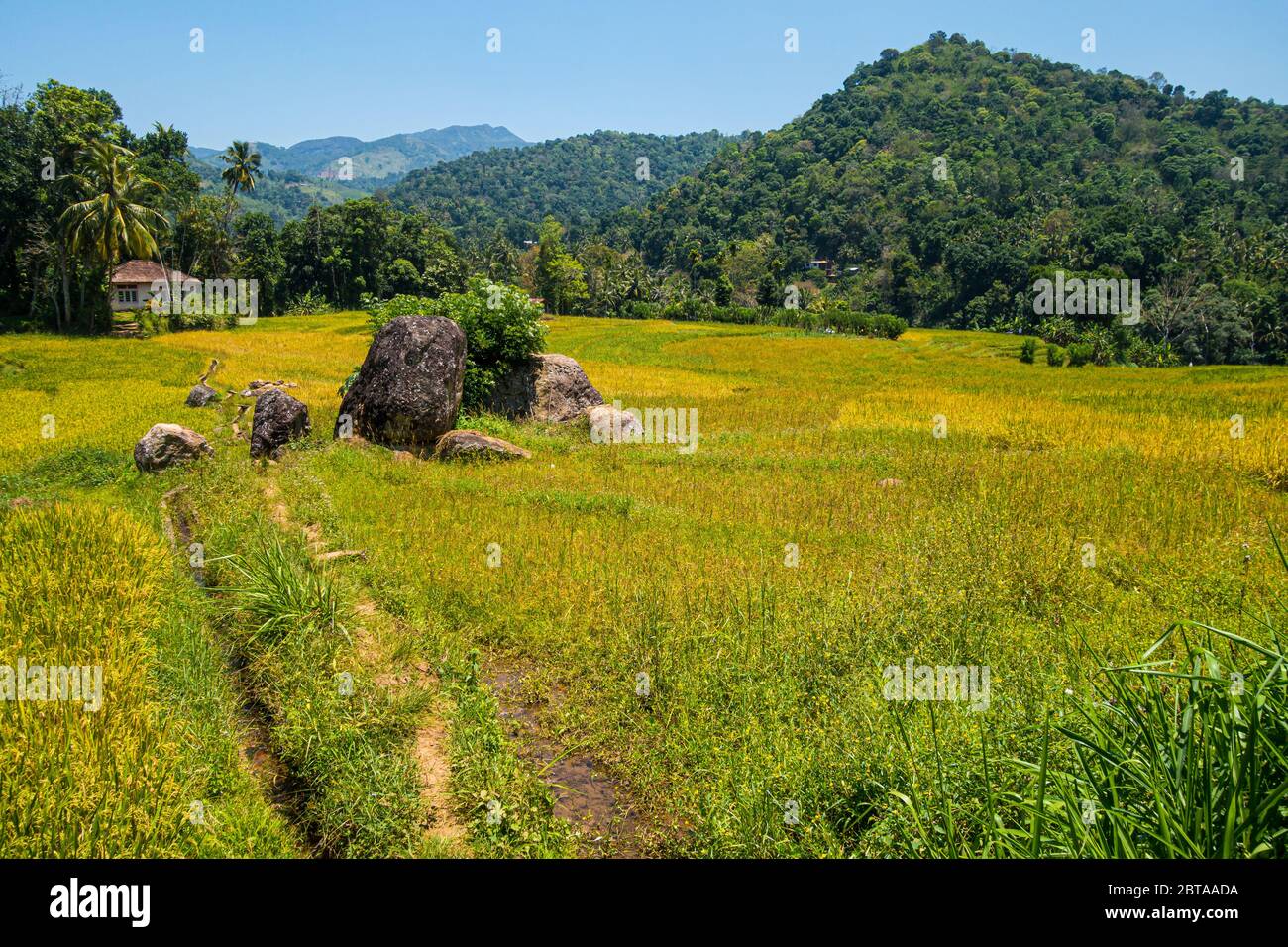 Beautiful scenery with rice field in mountains of Sri Lanka. Royalty free stock photo. Stock Photo