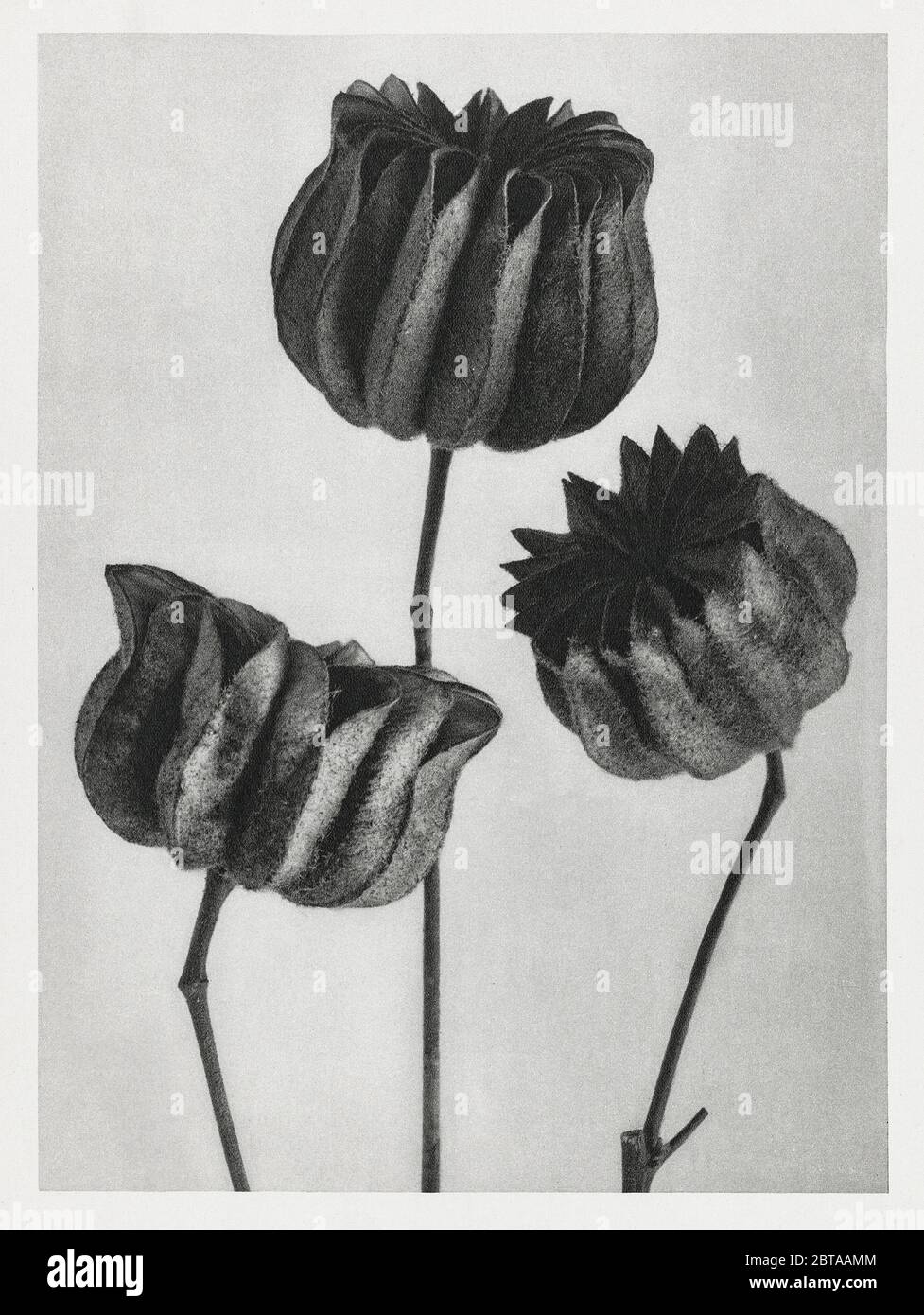 vintage, retro, old, photograph, century, botany, graphics, antique, classic, history, historic, historical, archival, archive, lifestyles, nostalgia, nostalgic, old-fashioned, old-fashion, popular, bw, black and white, past, past times, past time, sepia, floral, 19th, historic photographs, art, image, colorful, art, painting, fineart, drawing, asar studios, portrait, landscape, people, nature, joy, happiness, figure, studio, botanical, flower, hand colored, print, ancestral Stock Photo
