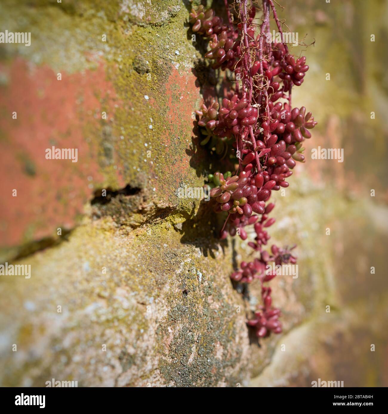 Survival of stonecrop (Sedum brevifolium DC.) on a wall of natural stone Stock Photo