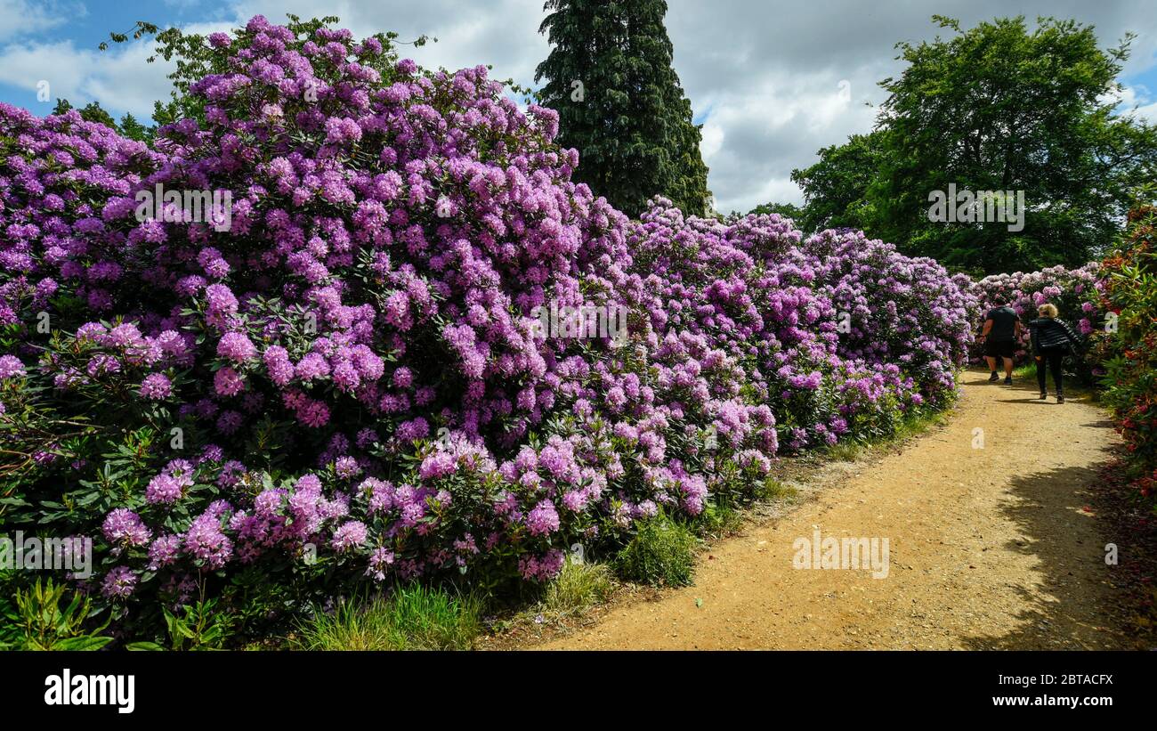 Iver, UK.  24 May 2020.  UK Weather: Visitors view the rhododendrons flowering during warm weather in the Temple Gardens of Langley Park, now open to the public again as the UK government has slightly relaxed coronavirus pandemic lockdown restrictions.  A former royal hunting ground, Langley Park has links to King Henry VIII, Queen Elizabeth I and Queen Victoria.  Each year, the masses of flowers bloom from March to June. Credit: Stephen Chung / Alamy Live News Stock Photo