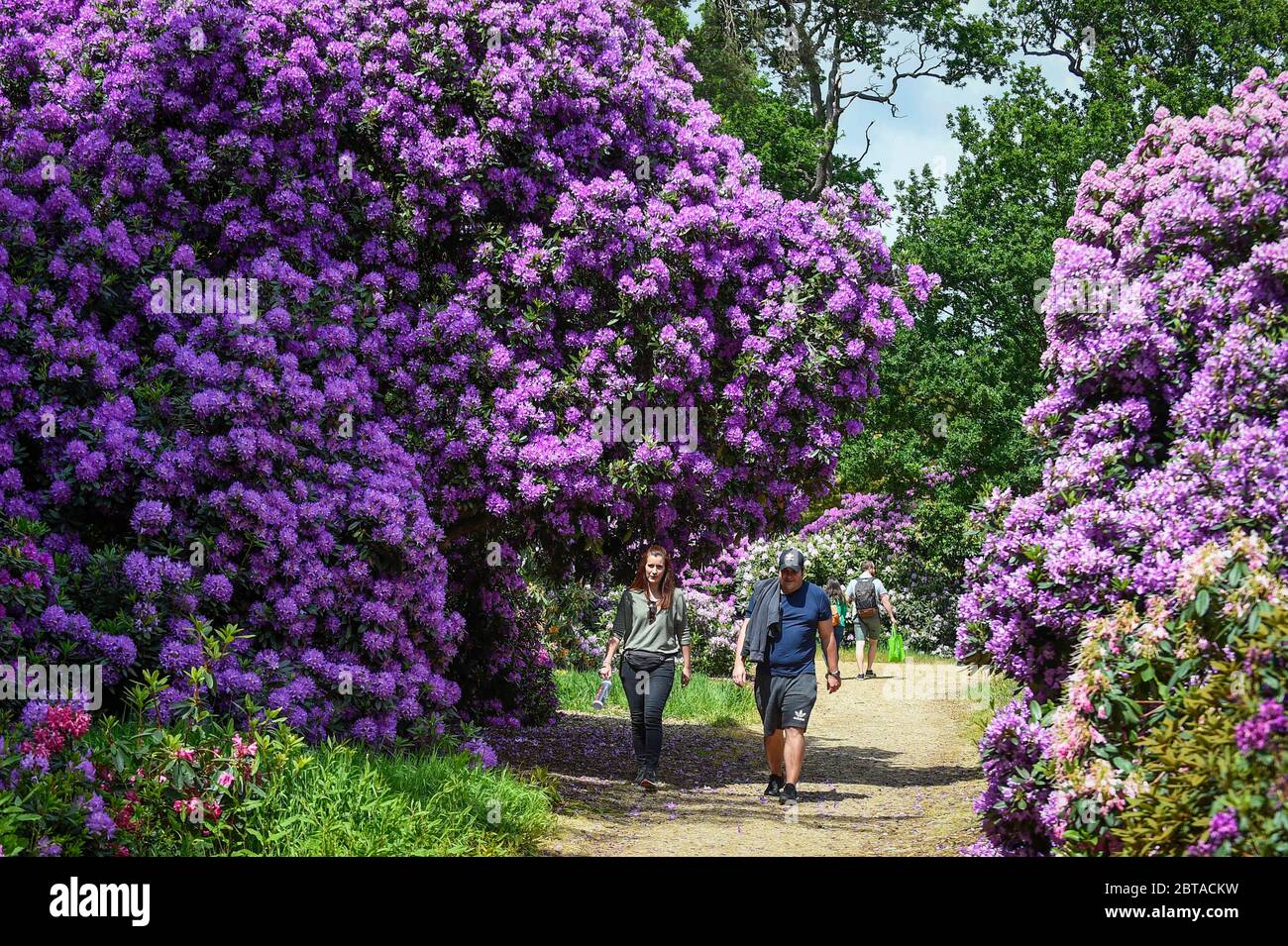 Iver, UK.  24 May 2020.  UK Weather: Visitors view the rhododendrons flowering during warm weather in the Temple Gardens of Langley Park, now open to the public again as the UK government has slightly relaxed coronavirus pandemic lockdown restrictions.  A former royal hunting ground, Langley Park has links to King Henry VIII, Queen Elizabeth I and Queen Victoria.  Each year, the masses of flowers bloom from March to June. Credit: Stephen Chung / Alamy Live News Stock Photo