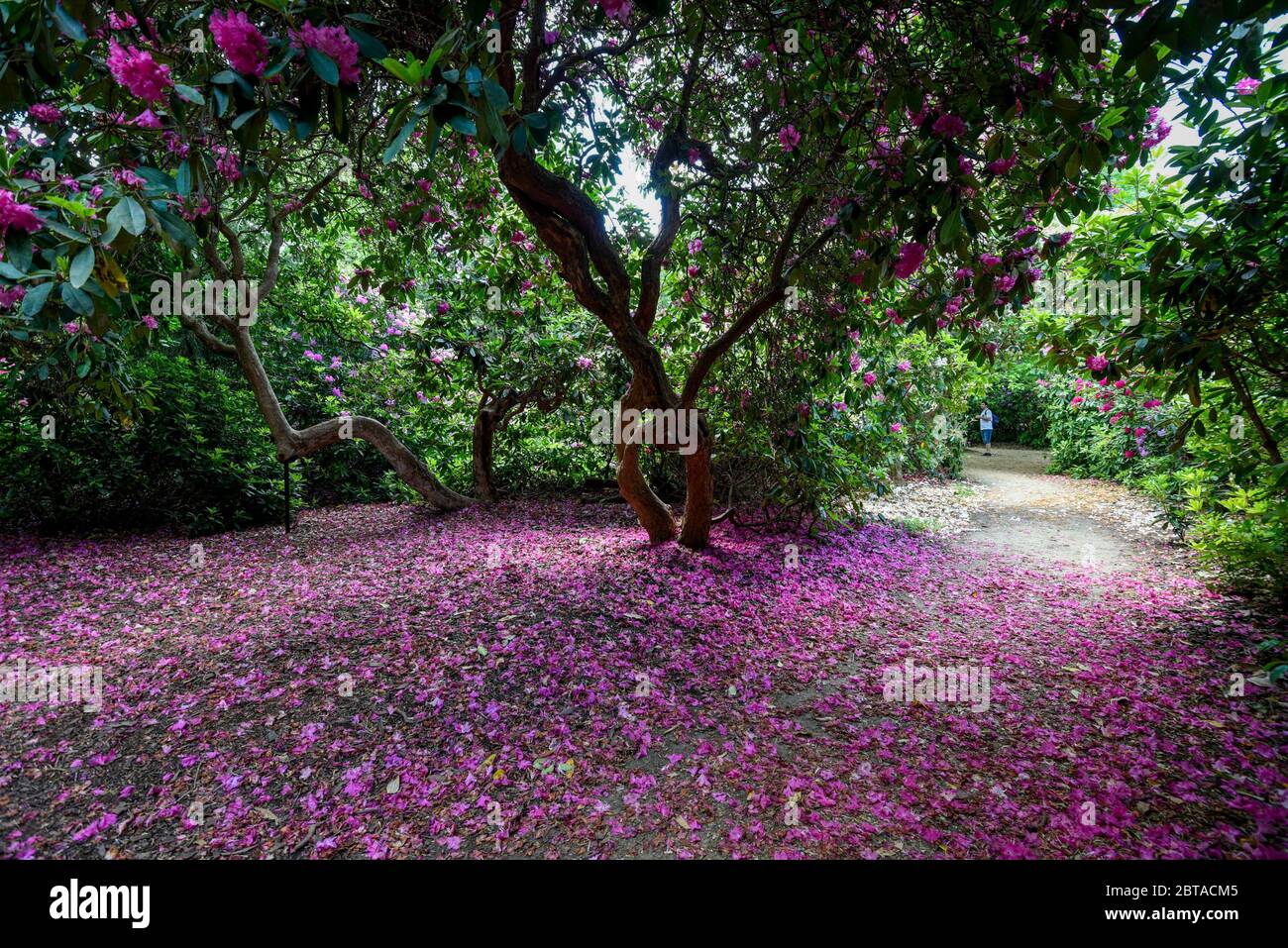 Iver, UK.  24 May 2020.  UK Weather: Fallen rhododendron flowers during warm weather in the Temple Gardens of Langley Park, now open to the public again as the UK government has slightly relaxed coronavirus pandemic lockdown restrictions.  A former royal hunting ground, Langley Park has links to King Henry VIII, Queen Elizabeth I and Queen Victoria.  Each year, the masses of flowers bloom from March to June. Credit: Stephen Chung / Alamy Live News Stock Photo