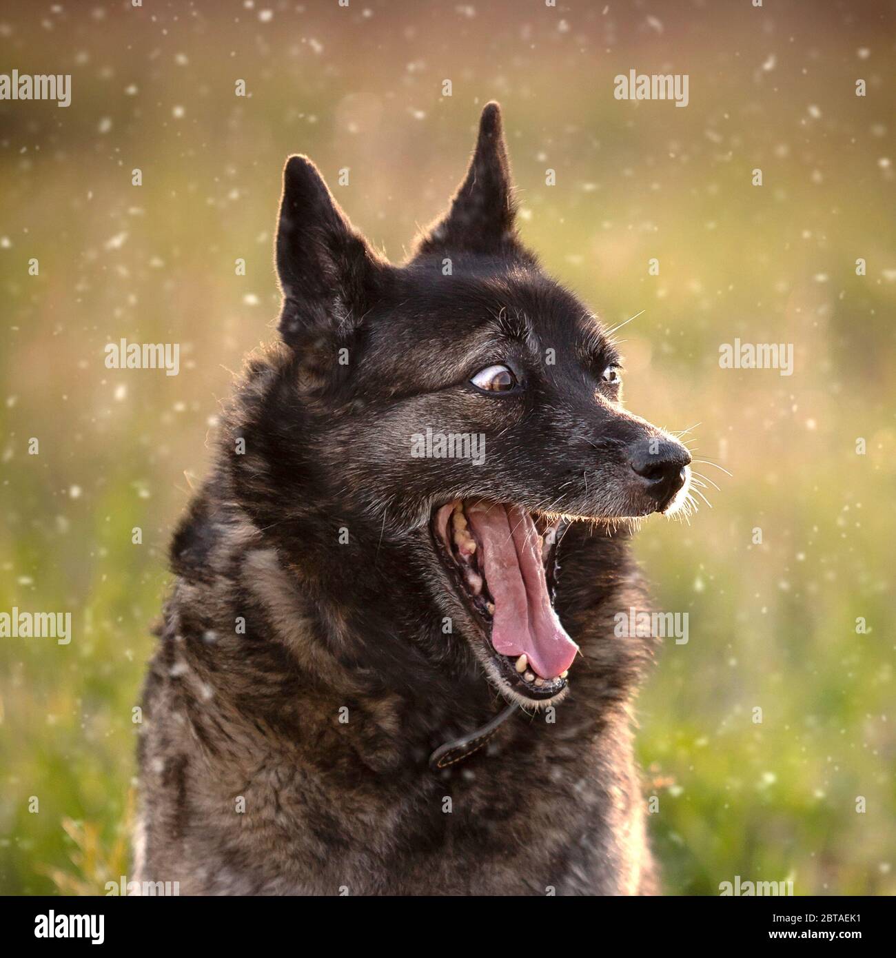 Funny outbred dog yawns outdoors Stock Photo