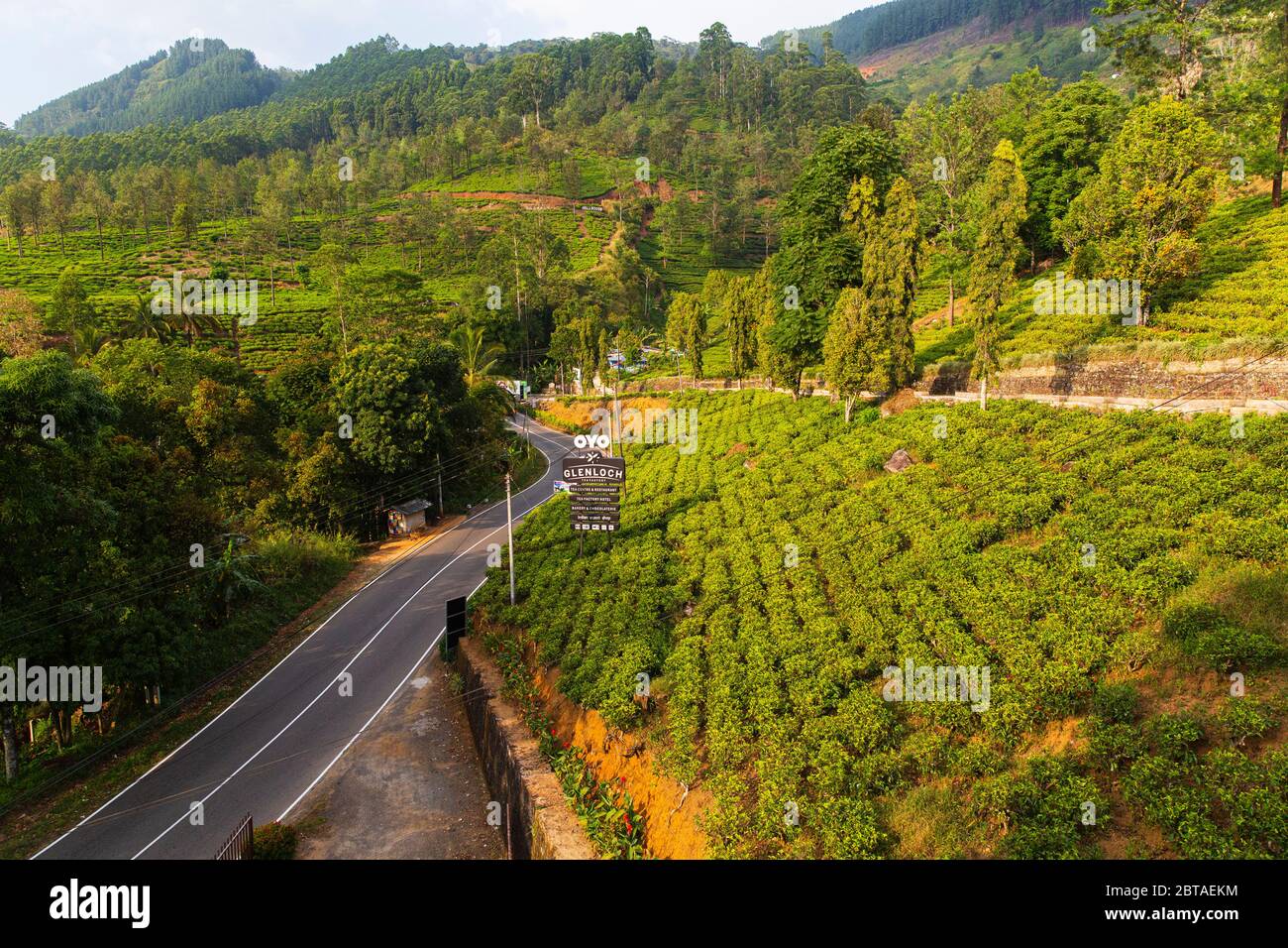 Tea production in Sri Lanka.  Introduced by the British after coffee failed.  Now back mainly in private hands. Stock Photo