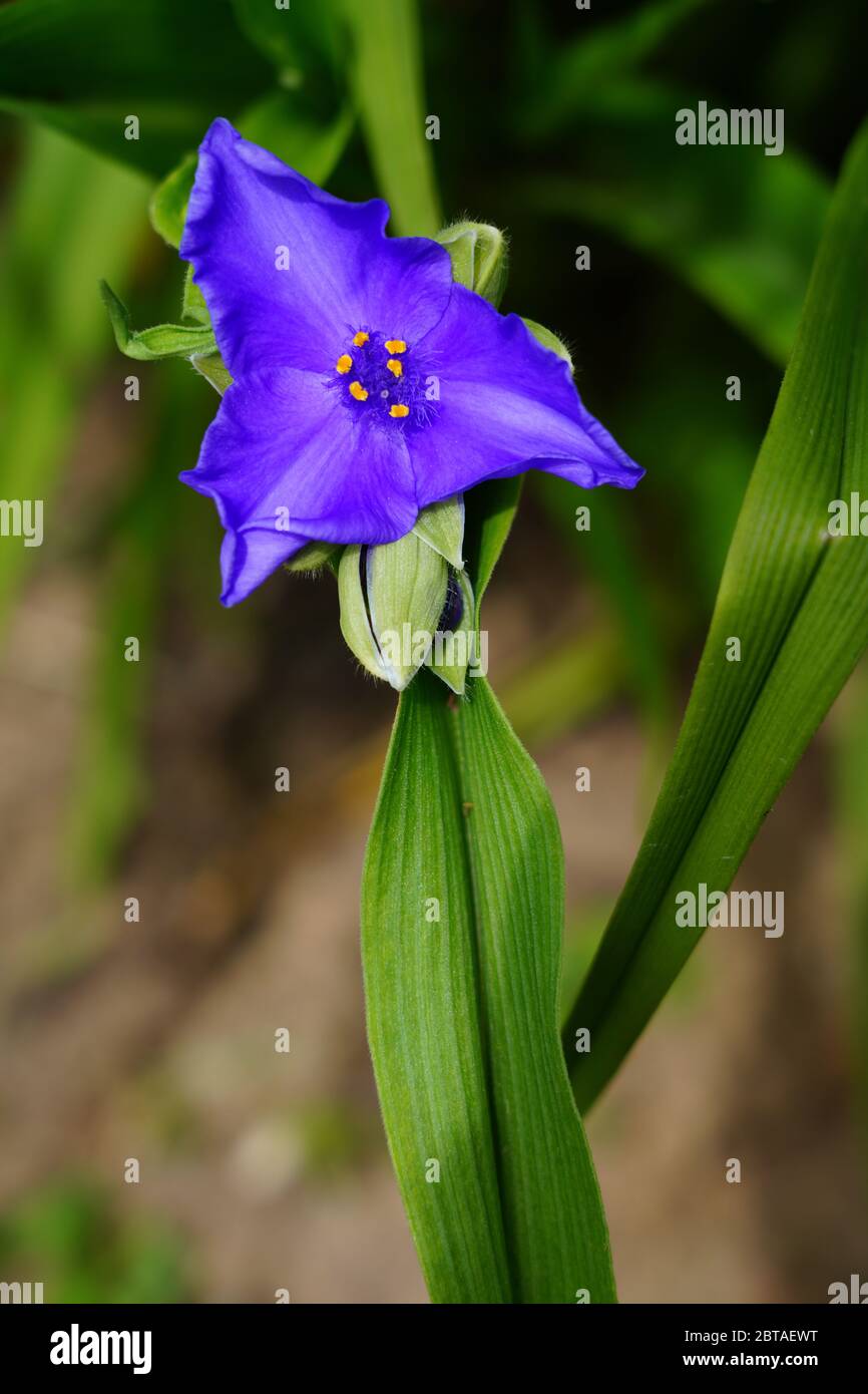 Purple blue spiderwort tradescantia flowers (trillium Stock Photo - Alamy