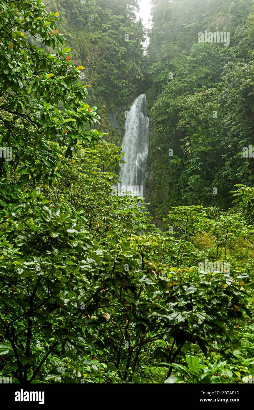 A torrent of foaming clear mountain water rushes from the top of a cliff to provide a 40 ft waterfall surrounded by dense green verdant rainforest Stock Photo