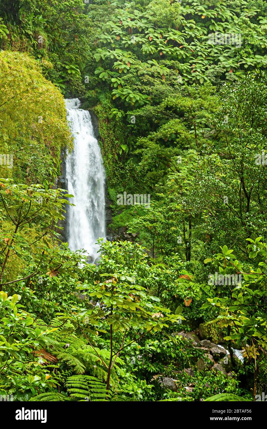 A torrent of foaming clear mountain water rushes from the top of a cliff to provide a 40 ft waterfall surrounded by dense green verdant rainforest Stock Photo