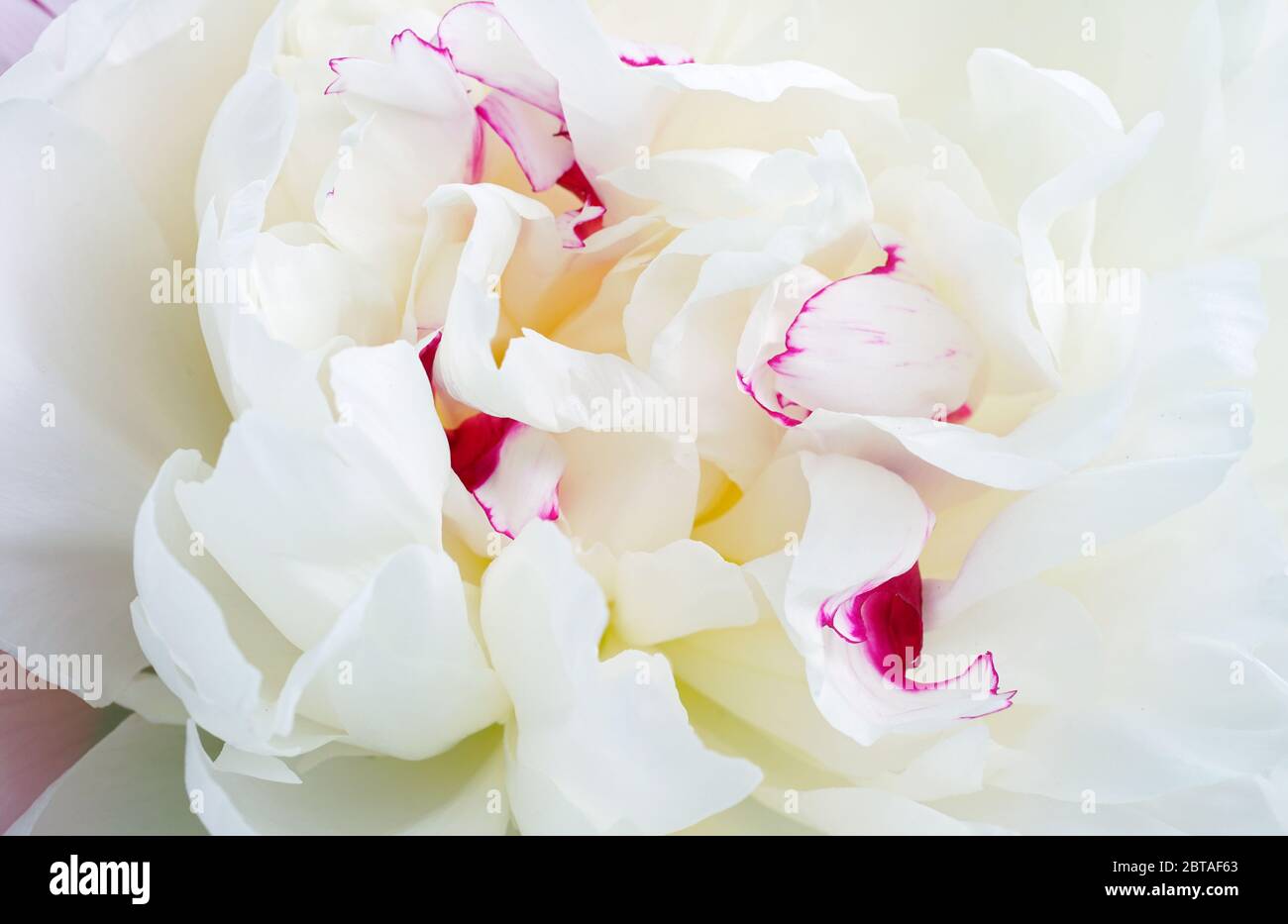 Full bloom view of a white peony flower festiva maxima Stock Photo