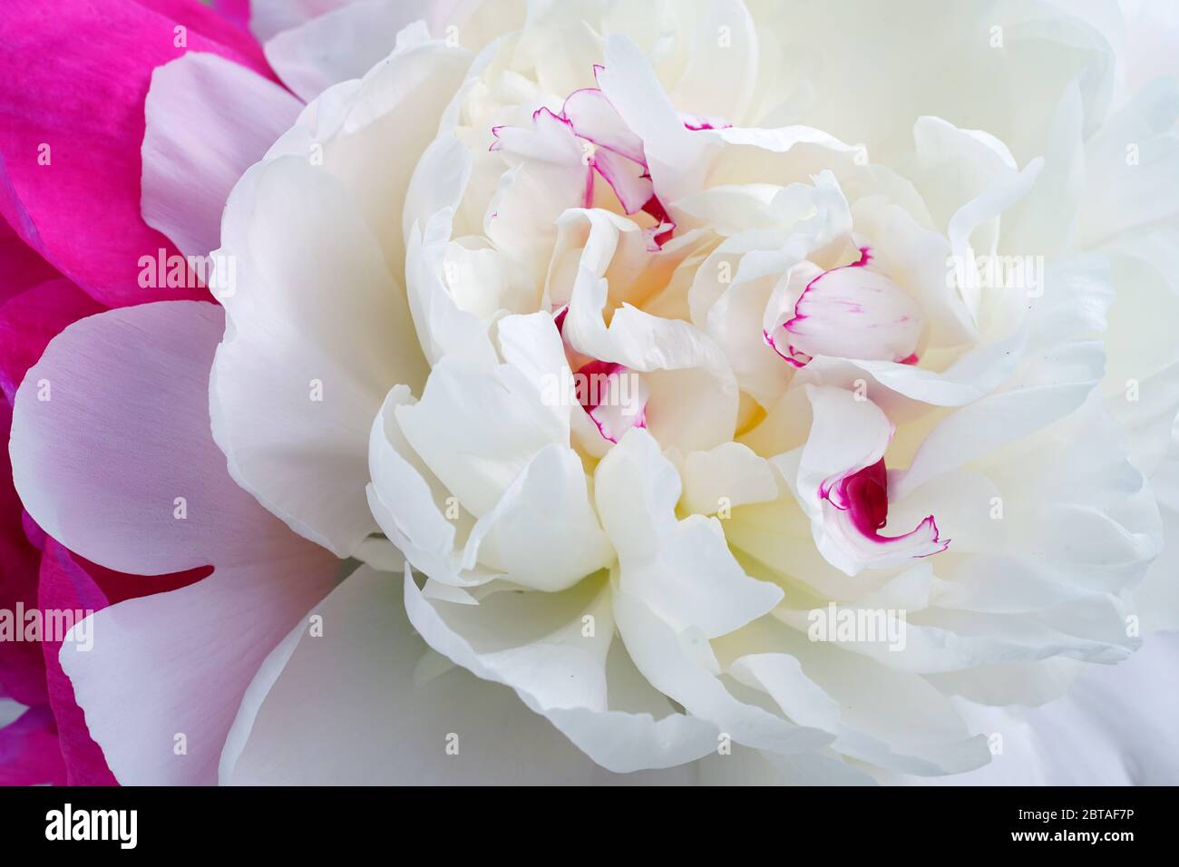 Full bloom view of a white peony flower festiva maxima Stock Photo