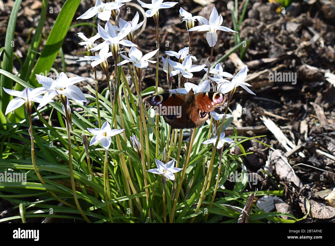 Peacock Butterfly on white spring Starflower Stock Photo