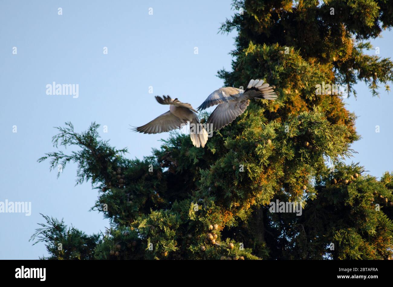 A pair of Collared Doves ( Streptopelia decaocto ) fighting in mid-air in Evros Greece Stock Photo