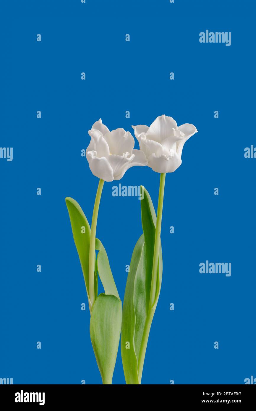 isolated white tulip blossom pair minimalistic macro on bright blue background,with stem and green leaves Stock Photo
