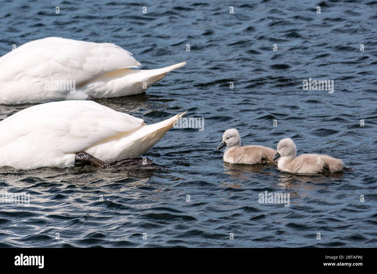 East Lothian, Scotland, United Kingdom, 24th May 2020. UK Weather: One-week old cygnets follow mute swan adults in a reservoir in the sunshine Stock Photo