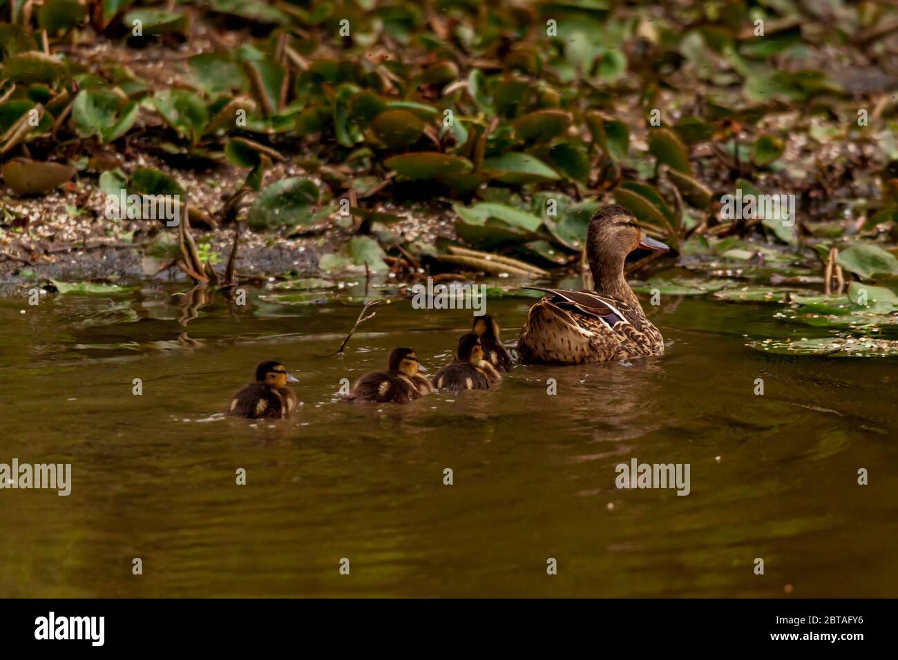 Duck with her ducklings on Harthill reservoir, Sheffield, U.K. Stock Photo