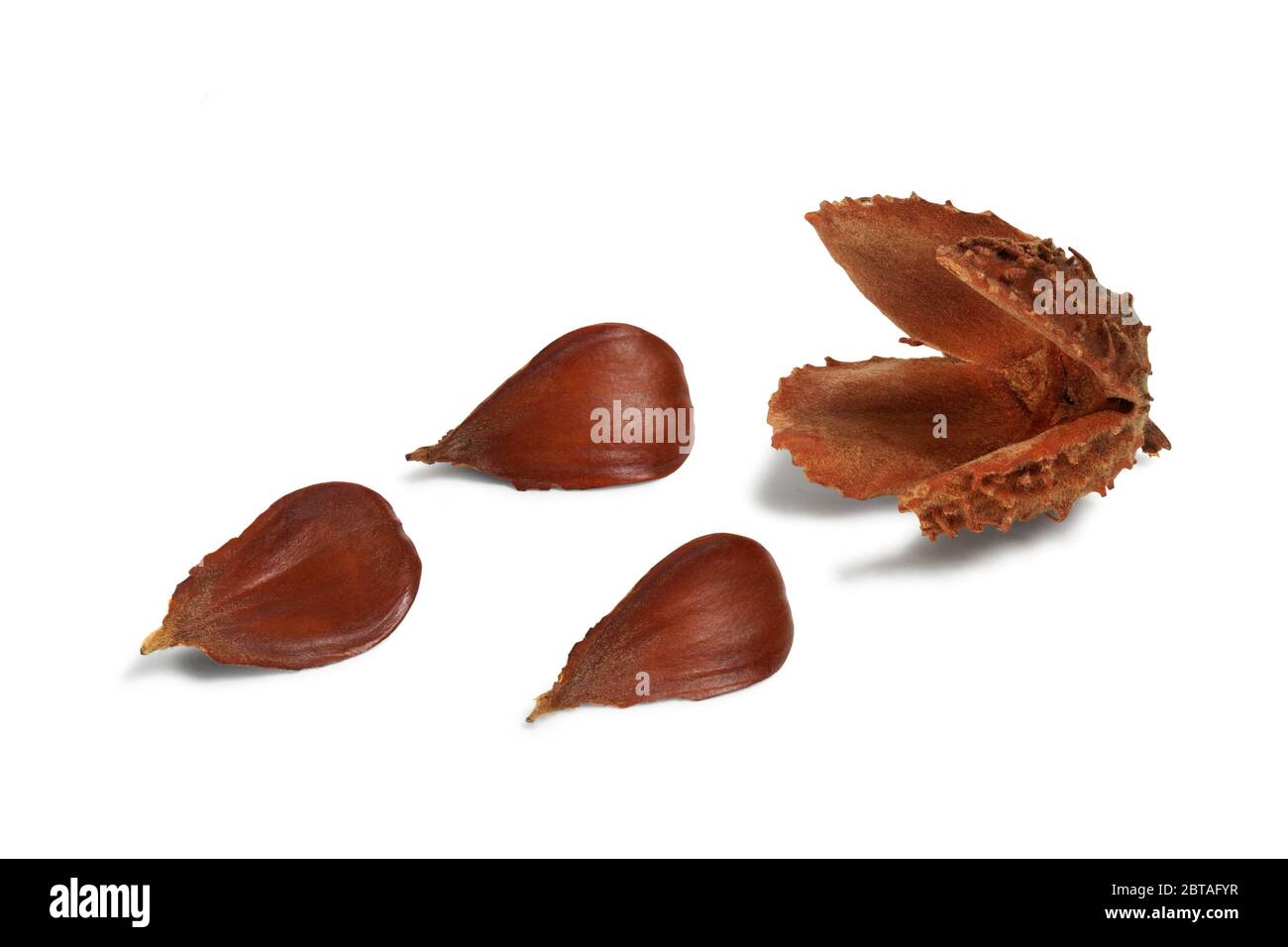 Nuts of common beech tree isolated on white background Stock Photo