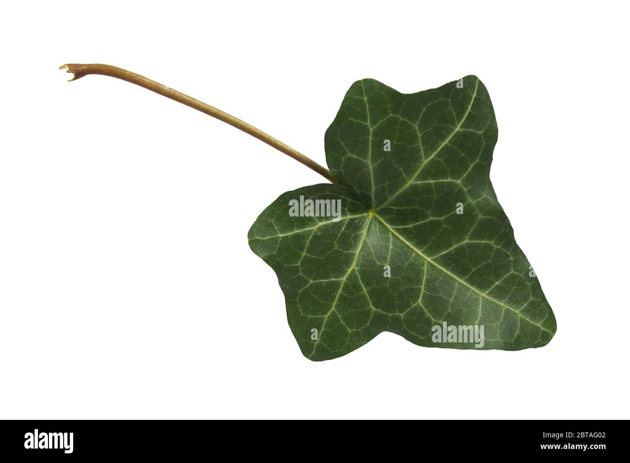 Green ivy leaf isolated on white background Stock Photo