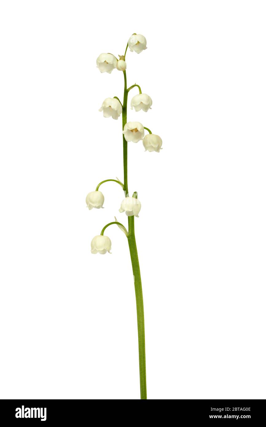 Lily of the valley - flowers isolated on white background Stock Photo ...