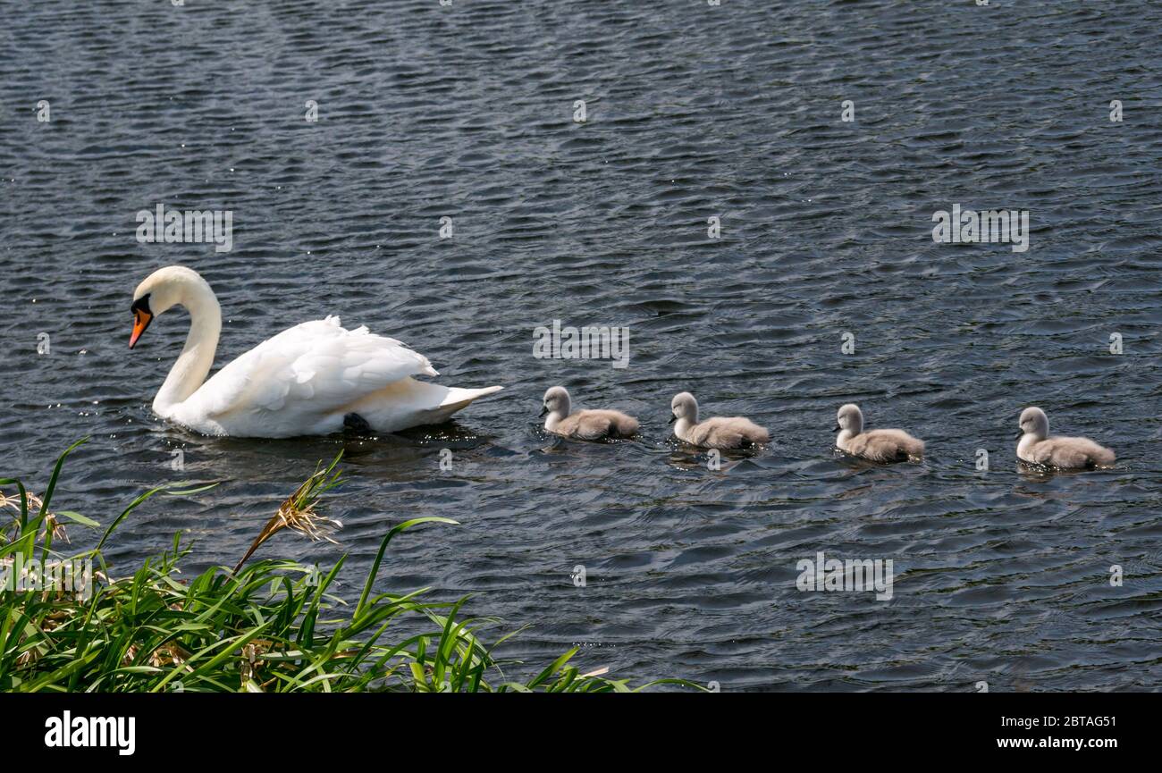 East Lothian, Scotland, United Kingdom, 24th May 2020. UK Weather: Four one-week old cygnets with mute swan parent in a reservoir in the sunshine Stock Photo