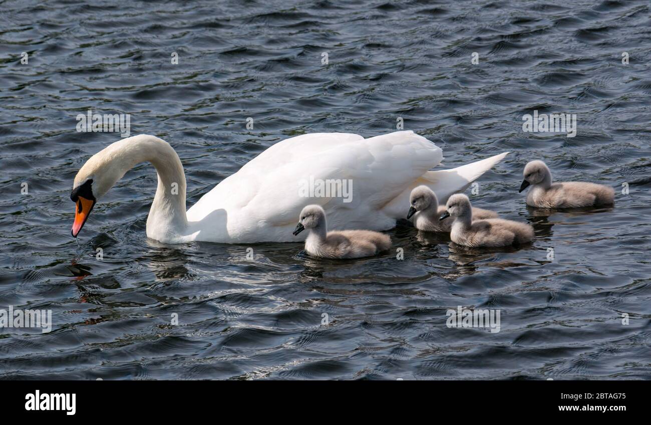 East Lothian, Scotland, United Kingdom, 24th May 2020. UK Weather: Four one-week old cygnets with mute swan parent in a reservoir in the sunshine Stock Photo