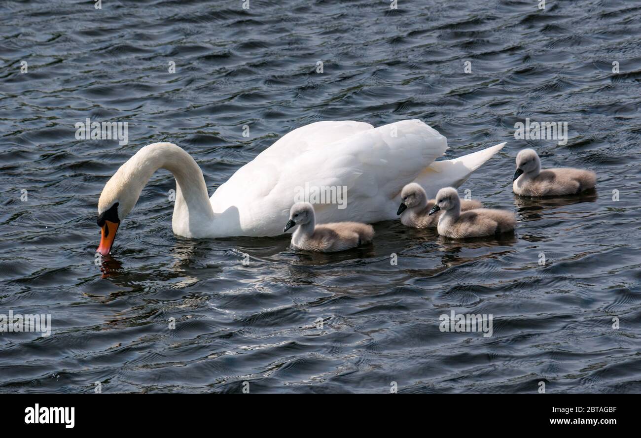 East Lothian, Scotland, United Kingdom, 24th May 2020. UK Weather: Four one-week old cygnets with mute swan parent in a reservoir in the sunshine Stock Photo