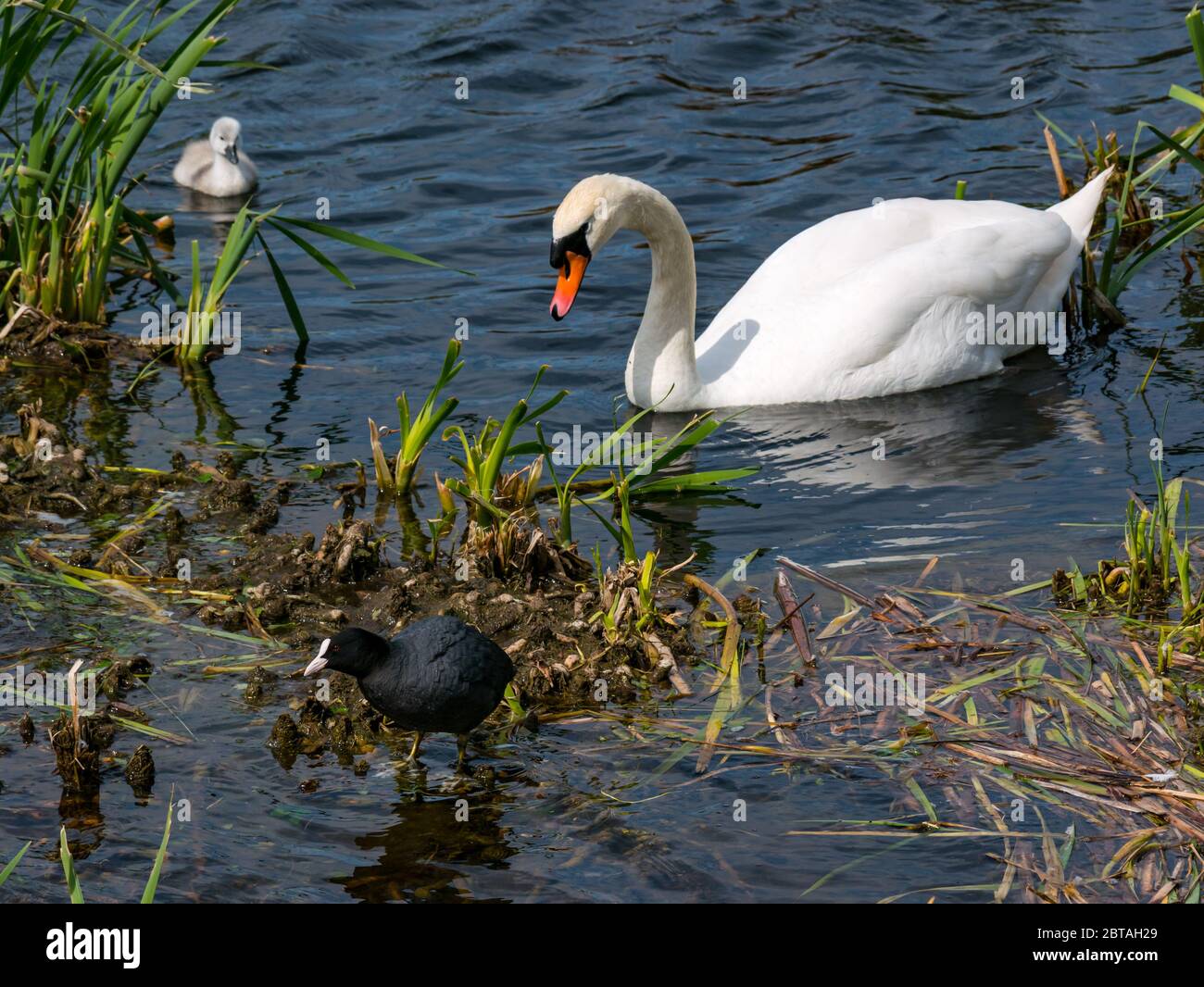 East Lothian, Scotland, United Kingdom, 24th May 2020. UK Weather: A  one-week old cygnet learns from mute swan parent in a reservoir in the sunshine. The male swan scares off a coot Stock Photo