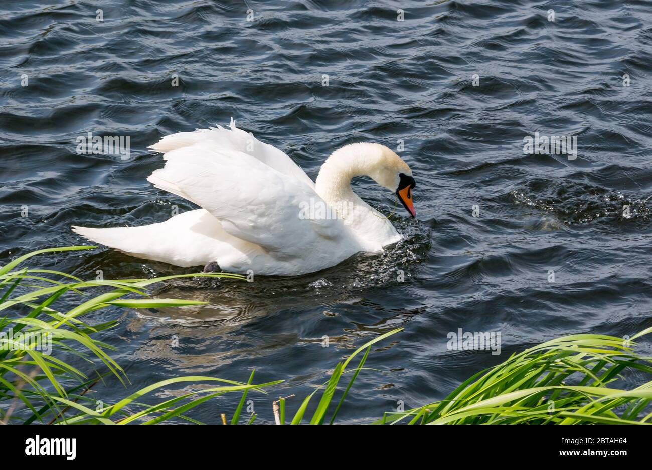 East Lothian, Scotland, United Kingdom, 24th May 2020. UK Weather: A female swan scares off a coot to protect her cygnets Stock Photo