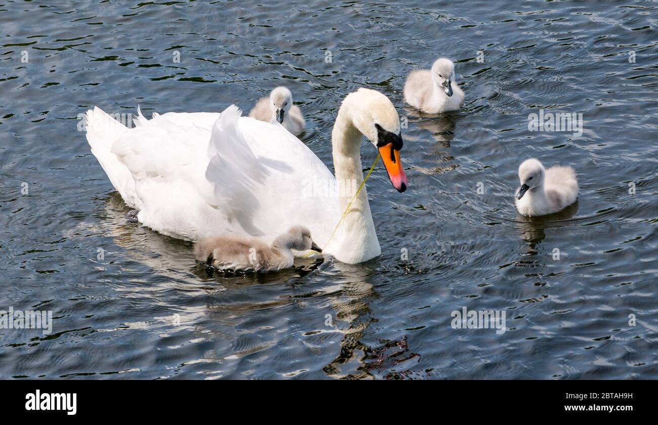 East Lothian, Scotland, United Kingdom, 24th May 2020. UK Weather: Four one-week old cygnets learn from mute swan parent in a reservoir in the sunshine Stock Photo