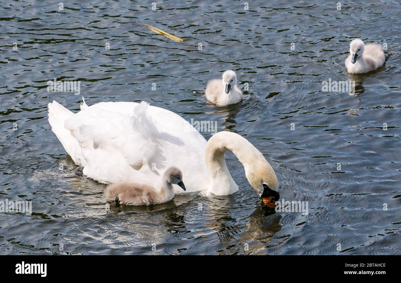 East Lothian, Scotland, United Kingdom, 24th May 2020. UK Weather: One-week old cygnets learn from mute swan parent in a reservoir in the sunshine Stock Photo