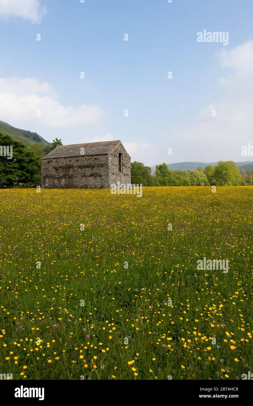 A summer flower meadow and old stone barn at Muker, Swaledale, North Yorkshire, England, UK Stock Photo