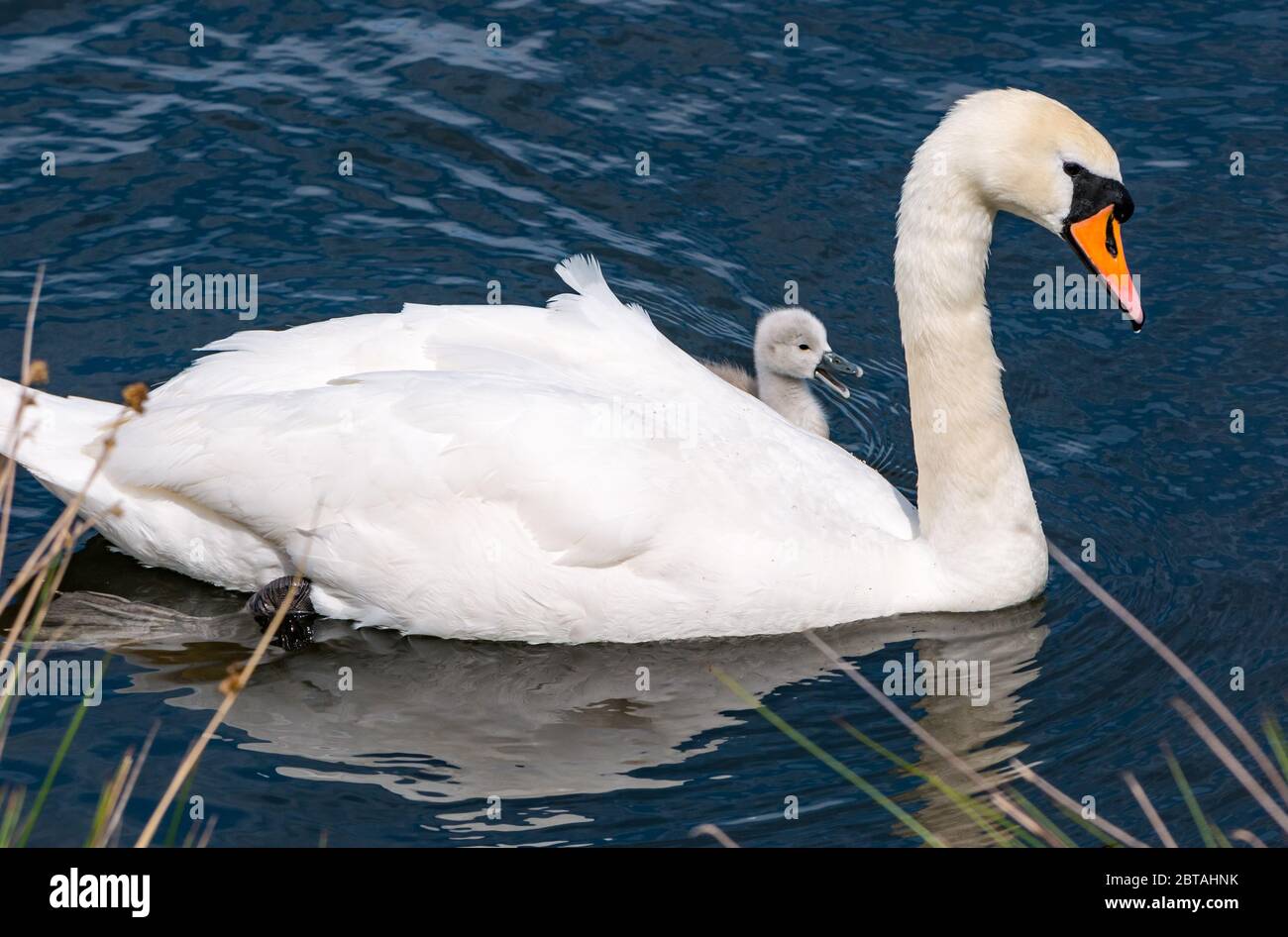 East Lothian, Scotland, United Kingdom, 24th May 2020. UK Weather: A one-week old cygnet learns from mute swan parent in a reservoir in the sunshine Stock Photo