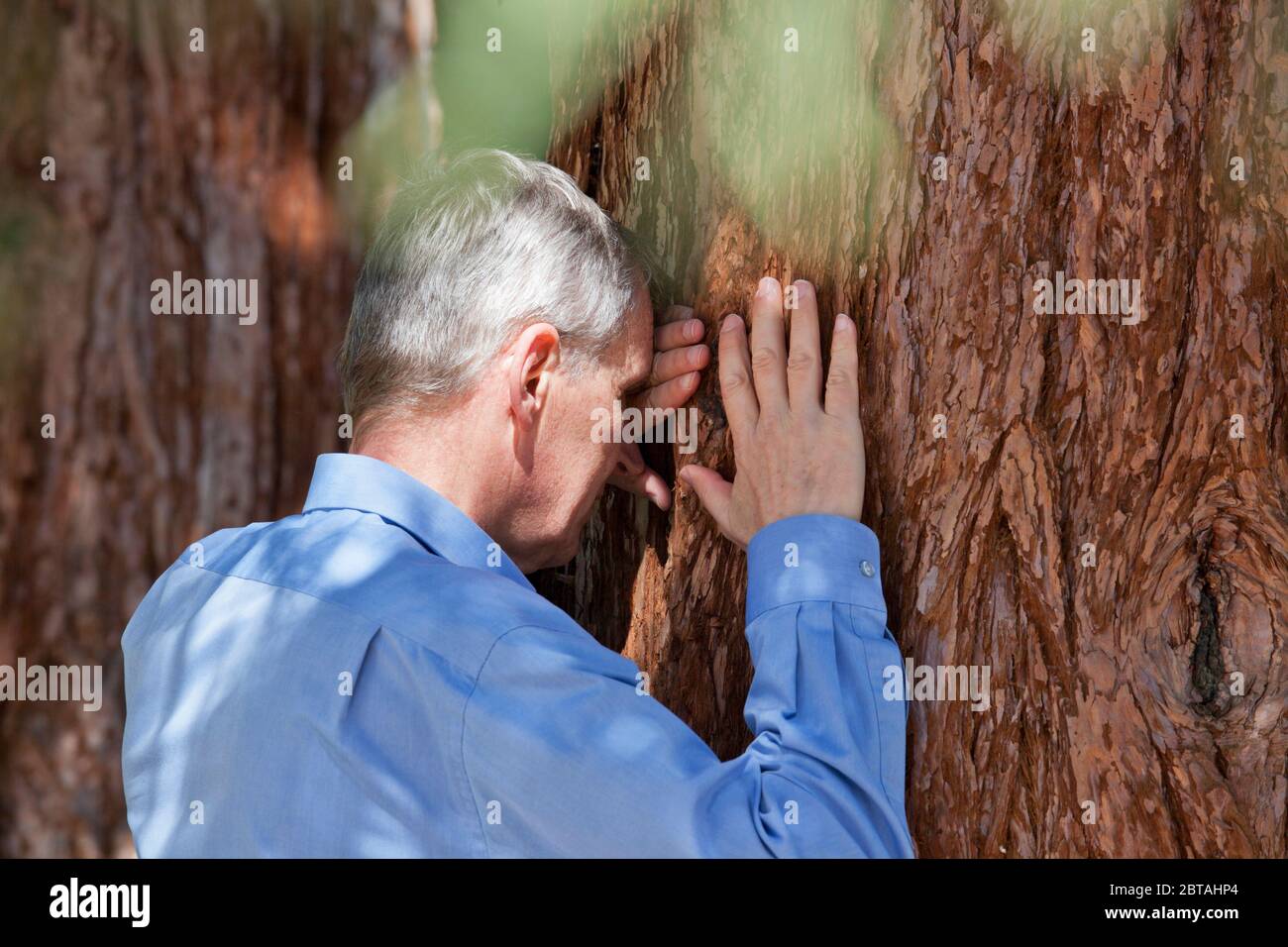 Senior businessman leaning on a tree trunk of a sequia - selective focus on the head Stock Photo