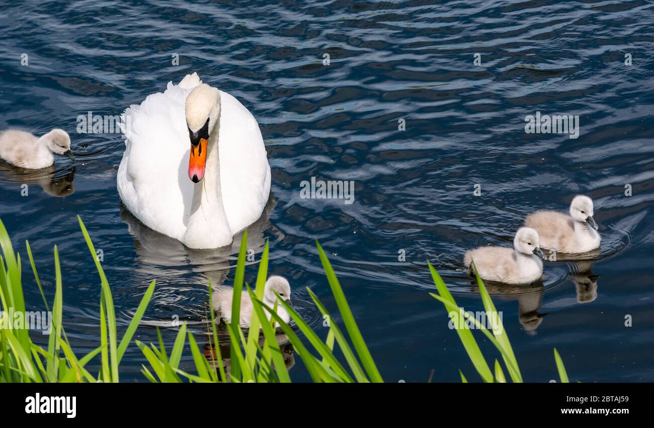 East Lothian, Scotland, United Kingdom, 24th May 2020. UK Weather: Four one-week old cygnets learn from mute swan parent in a reservoir in the sunshine Stock Photo