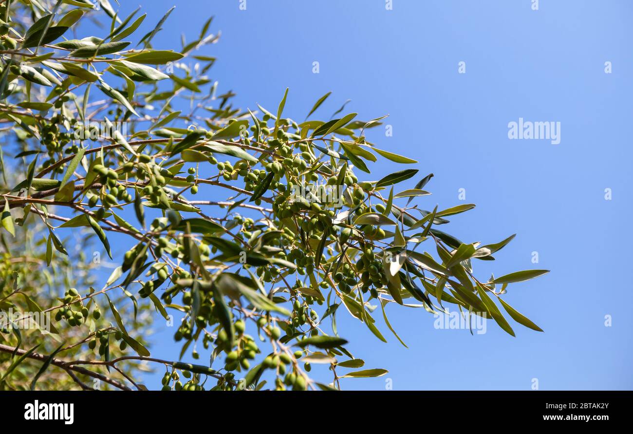 Green olives on a branch over blue sky, background photo with selective focus Stock Photo