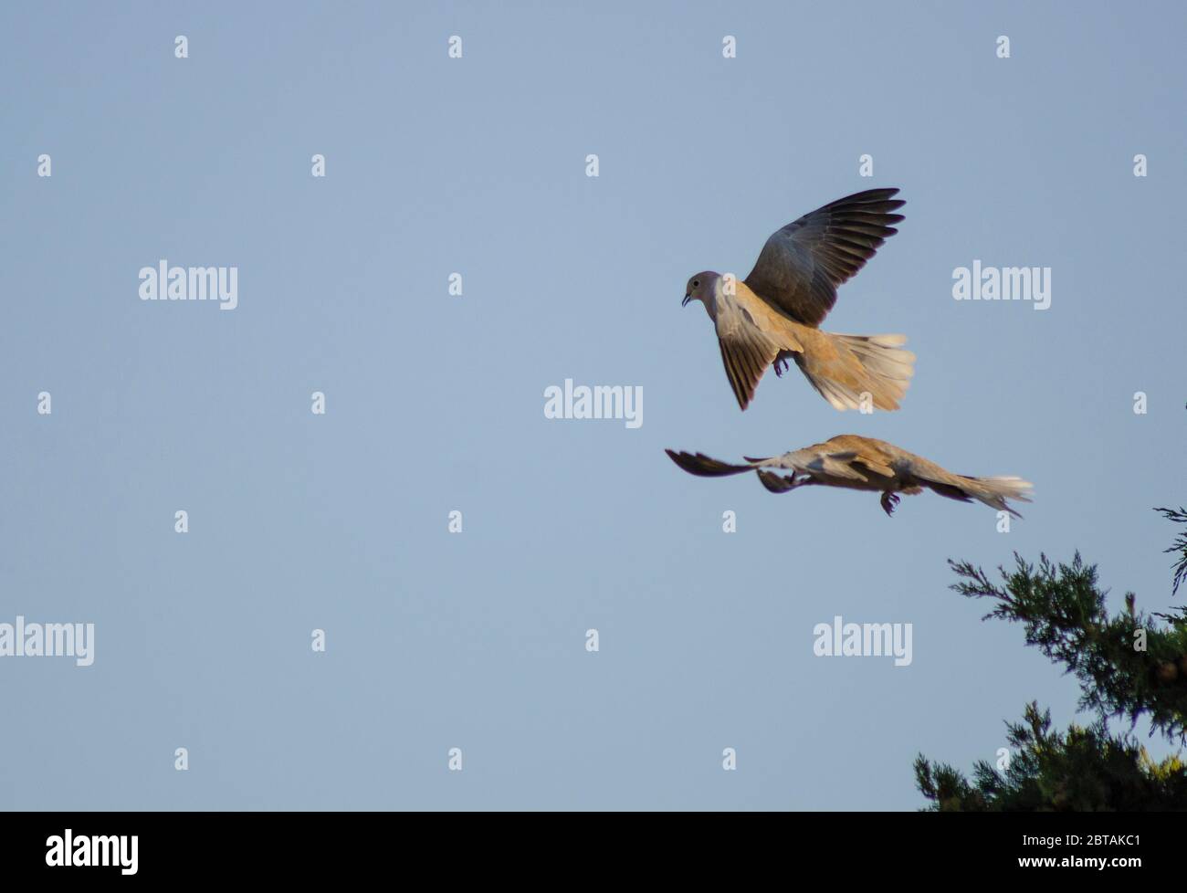 A pair of Collared Doves ( Streptopelia decaocto ) fighting in mid-air in Evros Greece Stock Photo