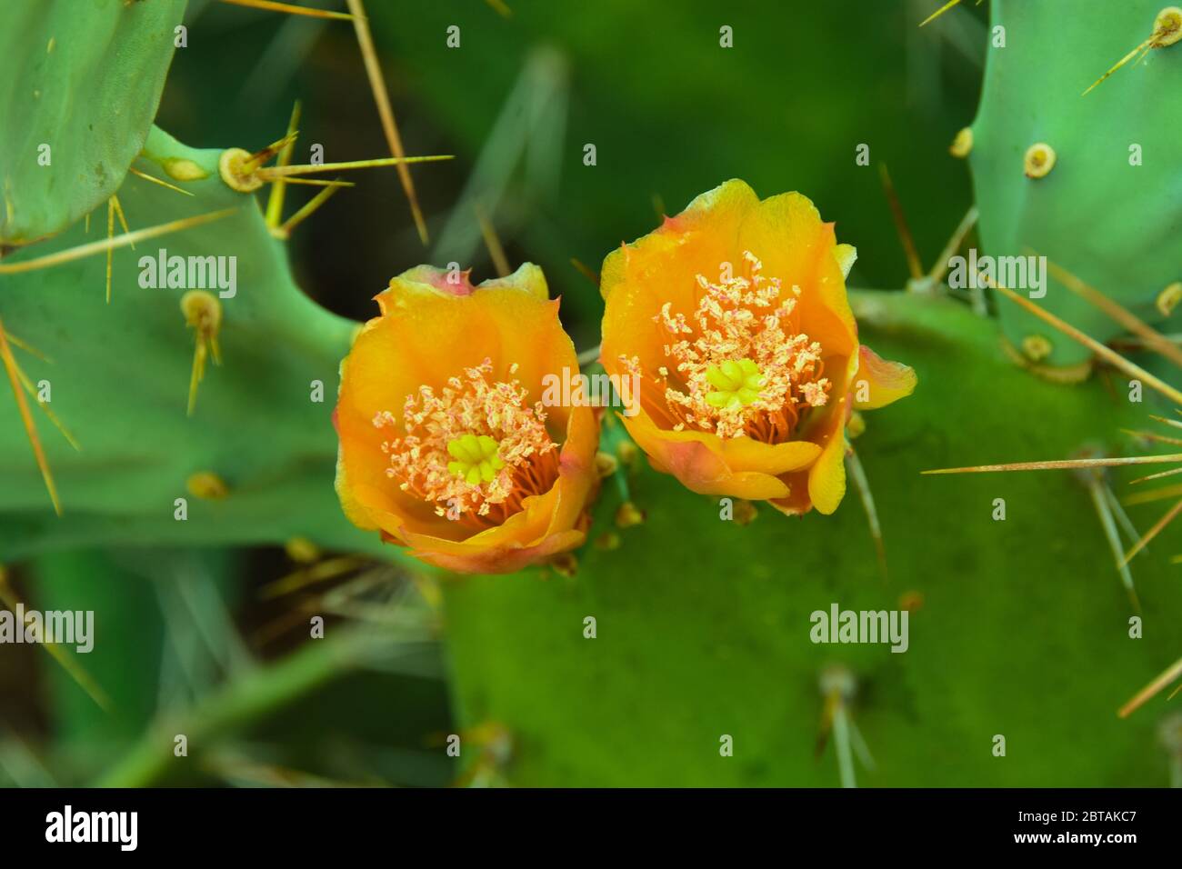 View of a prickly cactus flower in the jungles of Rajasthan Stock Photo