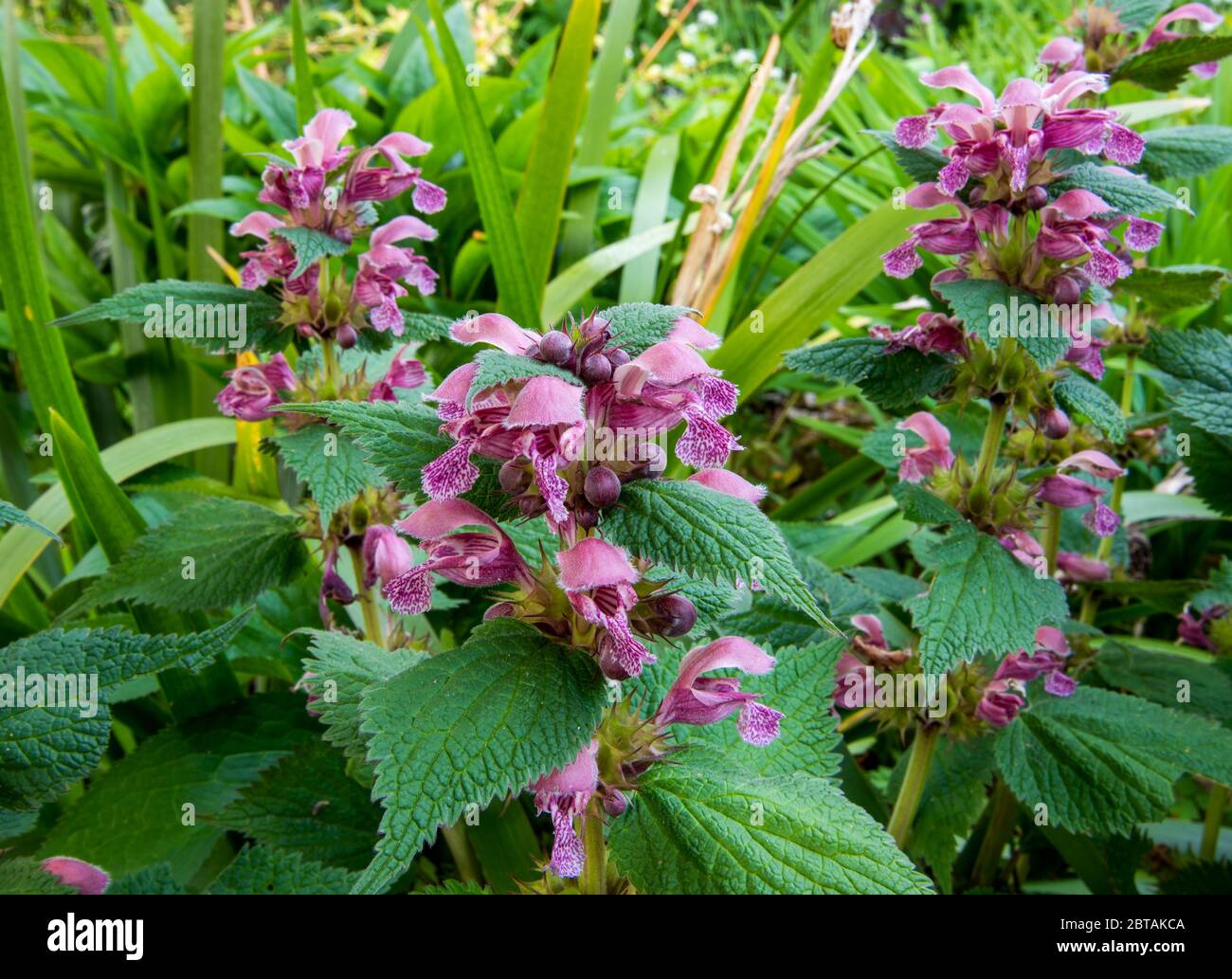 Close up of pink deadnettle, Lamium orvala, flowering in herbaceous border. Stock Photo