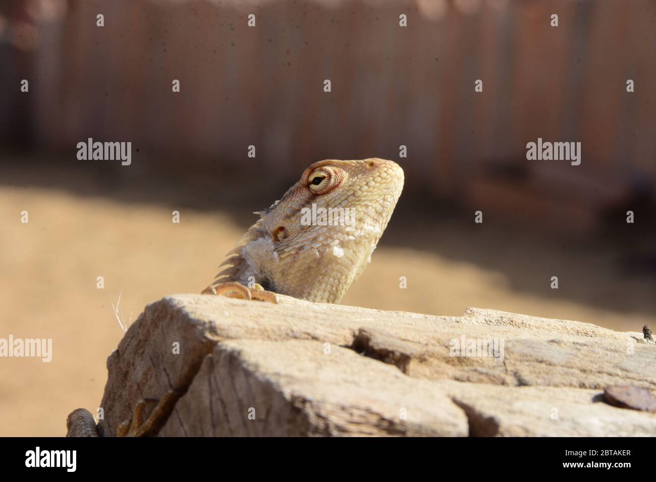 A chameleon sitting on the wall waiting to eat Stock Photo