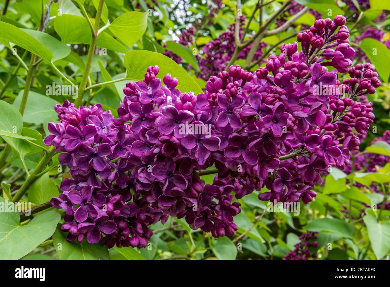 Close up of Lilac SYRINGA vulgaris 'Andenken an Ludwig Spath' ('Souvenir de Louis Spaeth') flowering on large shrub with green leaves in background. Stock Photo